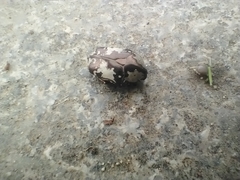 Protaetia aurichalcea