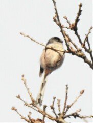 Aegithalos caudatus