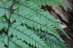 Athyrium erythropodum