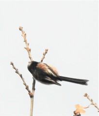Aegithalos caudatus