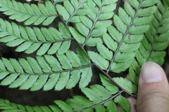 Athyrium erythropodum
