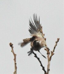 Aegithalos caudatus