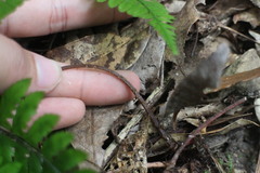 Athyrium erythropodum