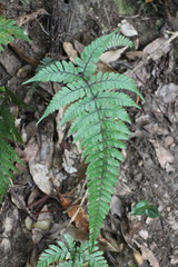 Athyrium erythropodum