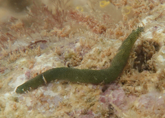 Phyllodocidae
