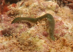 Phyllodocidae