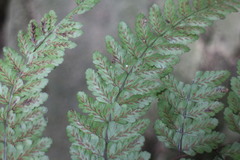 Athyrium erythropodum