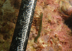 Phyllodocidae