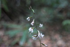 Ainsliaea macroclinidioides