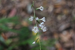 Ainsliaea macroclinidioides