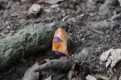 Mitrastemon yamamotoi