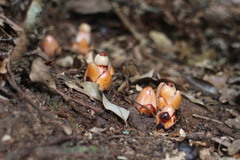 Mitrastemon yamamotoi