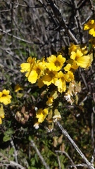 Tropaeolum hookerianum