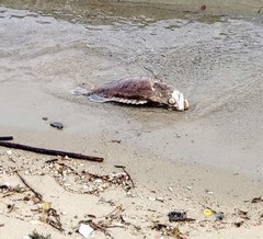 Epinephelus
