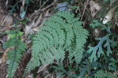 Dryopteris paleolata
