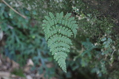 Dryopteris paleolata