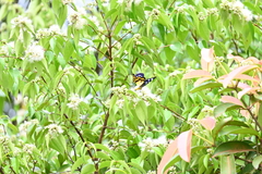 Dysphania subrepleta