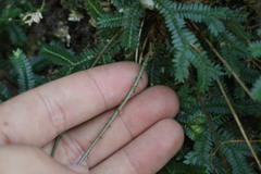 Dryopteris paleolata