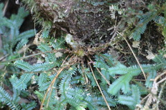 Dryopteris paleolata