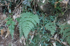 Dryopteris paleolata