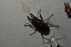 Lucanus formosanus