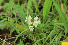 Prunella laciniata