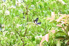 Dysphania subrepleta