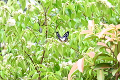 Dysphania subrepleta