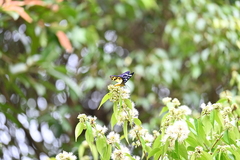 Dysphania subrepleta