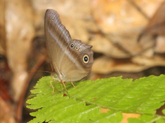 Coelites euptychioides