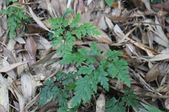 Sceptridium formosanum