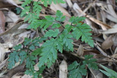 Sceptridium formosanum