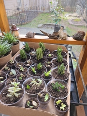 Haworthiopsis fasciata