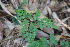 Sceptridium formosanum