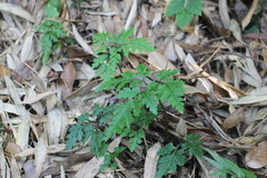 Sceptridium formosanum