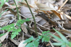 Sceptridium formosanum