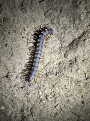 Asiomorpha coarctata