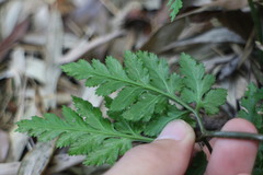 Sceptridium formosanum