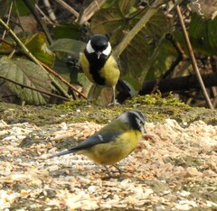 Cyanistes caeruleus