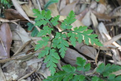 Sceptridium formosanum