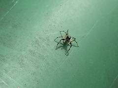 Phintelloides versicolor