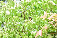 Dysphania subrepleta