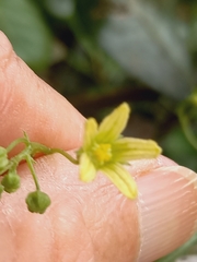 Kedrostis nana
