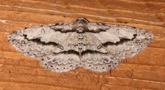 Iridopsis pergracilis