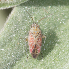 Pachyxyphus lineellus