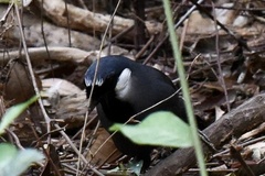 Pterorhinus chinensis