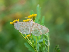 Patania ruralis