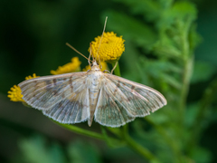 Patania ruralis