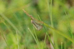 Thisanotia chrysonuchella