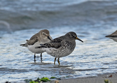 Calidris ptilocnemis